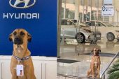 Perro callejero genera publicidad gratis a Hyundai