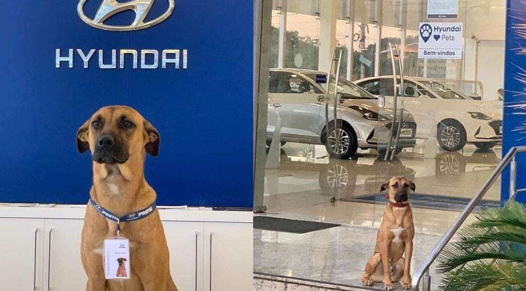 Perro callejero genera publicidad gratis a Hyundai